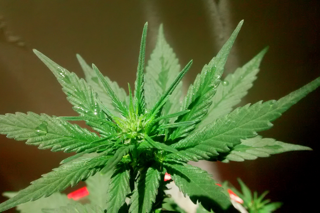 What Happens to Your Body When You Get Too High (And How to Come Down Fast)