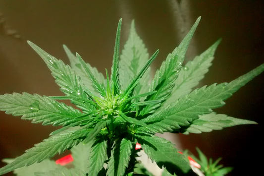 What Happens to Your Body When You Get Too High (And How to Come Down Fast)