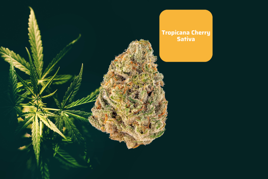 Tropicana Cherry THCa: The Strain That Sparks Creativity and Joy