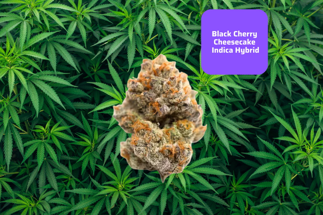 THCa Black Cherry Cheesecake — A Dessert Strain with Serious Style