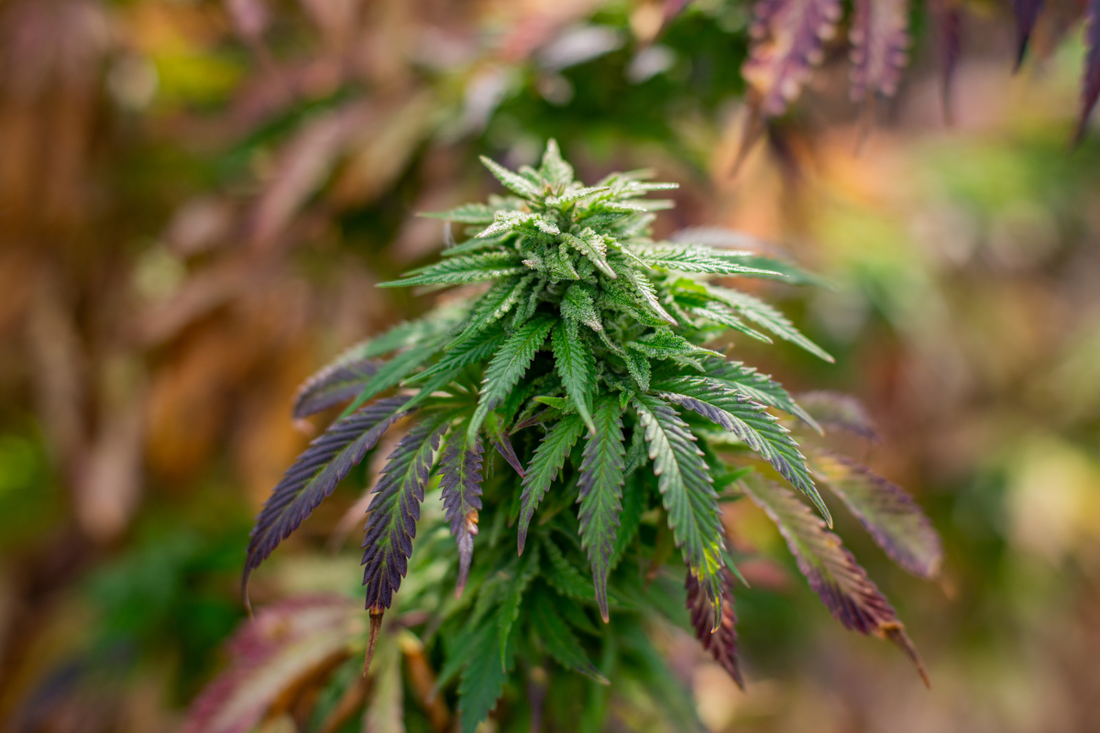 Enter Your “Hemp Flow” — How to Find Your Ideal Session with Toastys