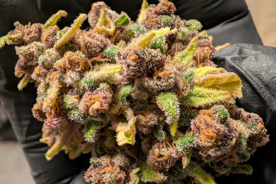 What Are Terpenes? A Complete Guide for 2026