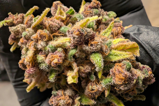 What Are Terpenes? A Complete Guide for 2026