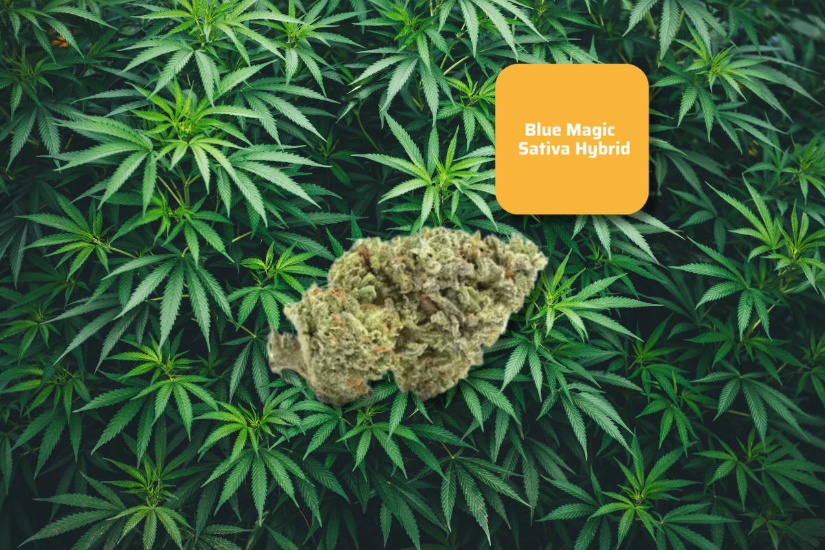 THCA Blue Magic Smalls — Big Flavor, Premium Experience – Toasty's Co