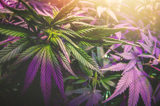 5 Things You Should Know About THCA